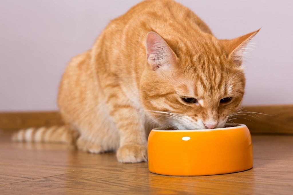从橙色碗里吃东西的橙色虎斑猫