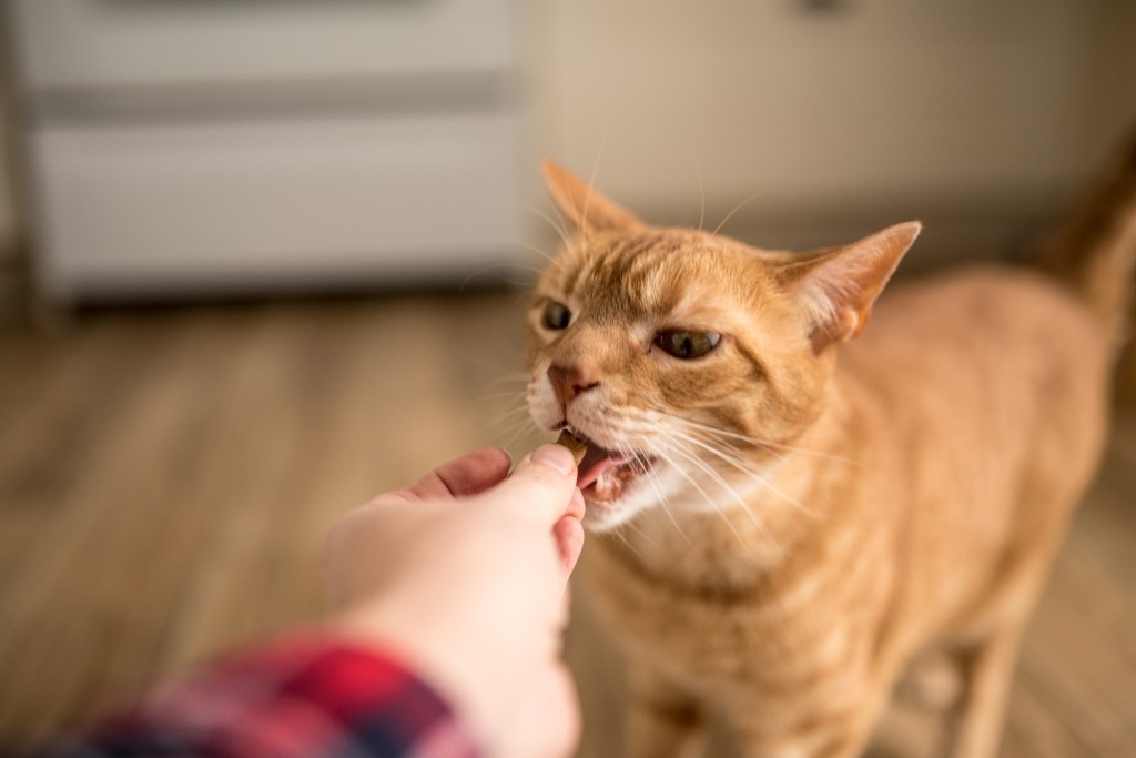 一只正在吃零食的虎斑猫