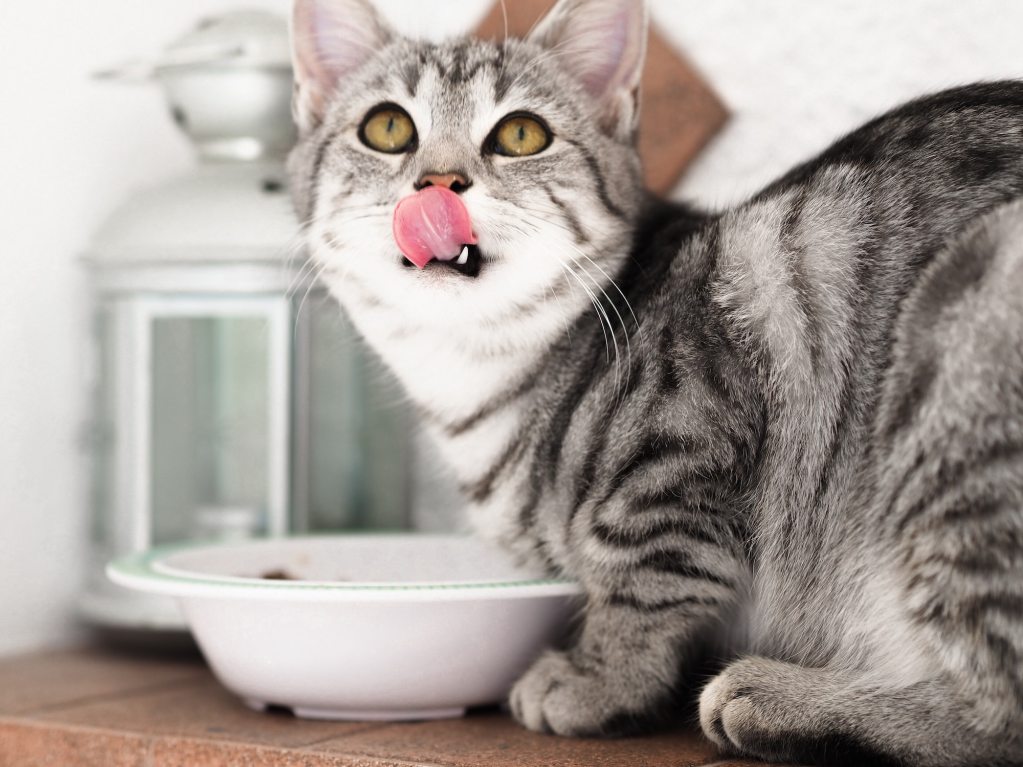 猫在食物碗上舔嘴唇