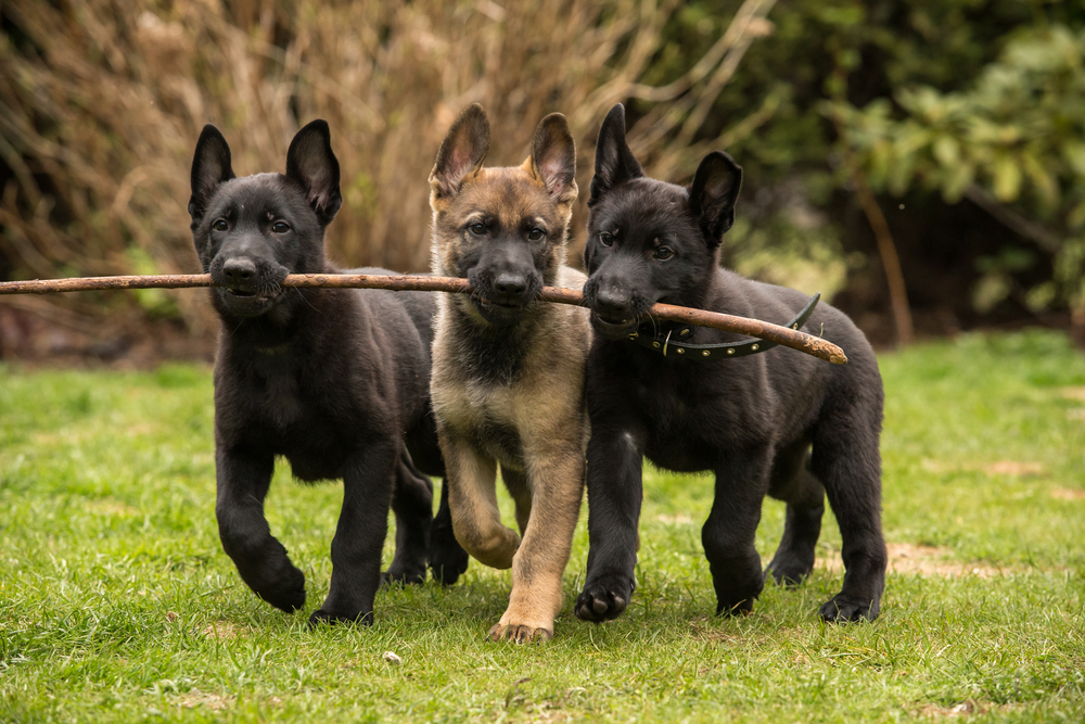 三只德国牧羊犬小狗用棍子