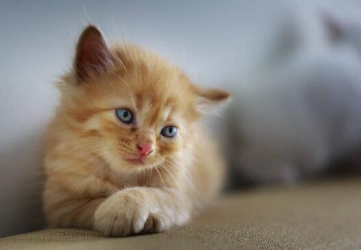猫的鼻息肉:症状和治疗方案