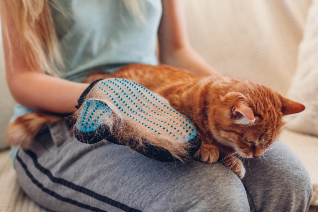 女人用美容手套给腿上的猫美容