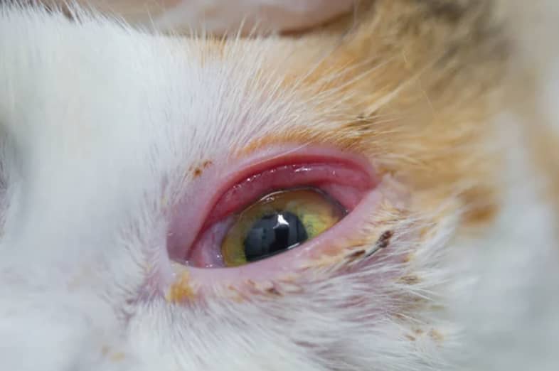 猫疱疹症状