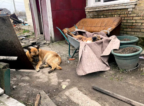 在 Bucha 的一个院子里，一只幸存的德国牧羊犬躺在一只斗牛犬的尸体旁边