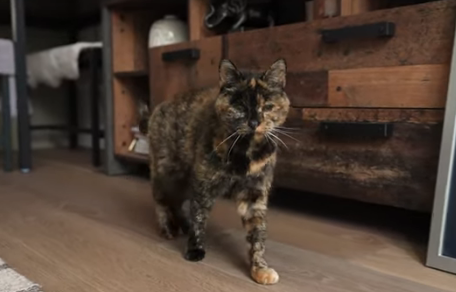 宠物猫：Flossie