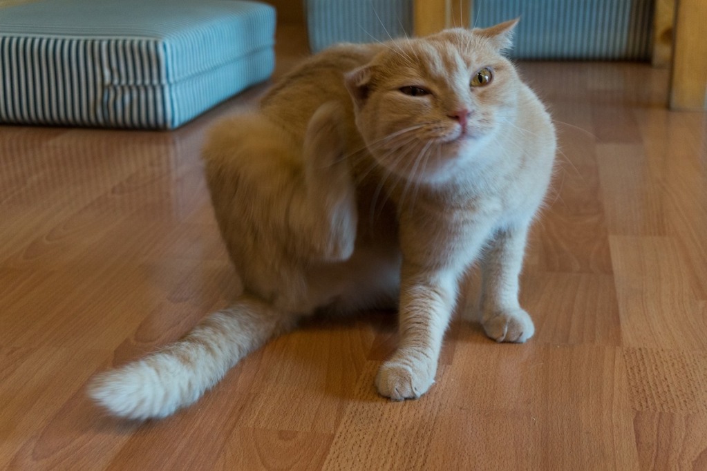 猫在地板上抓耳朵