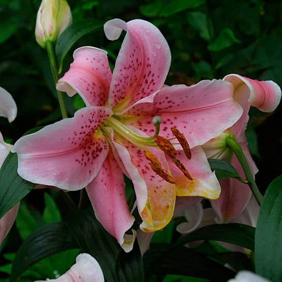 属植物百合(黄花菜)
