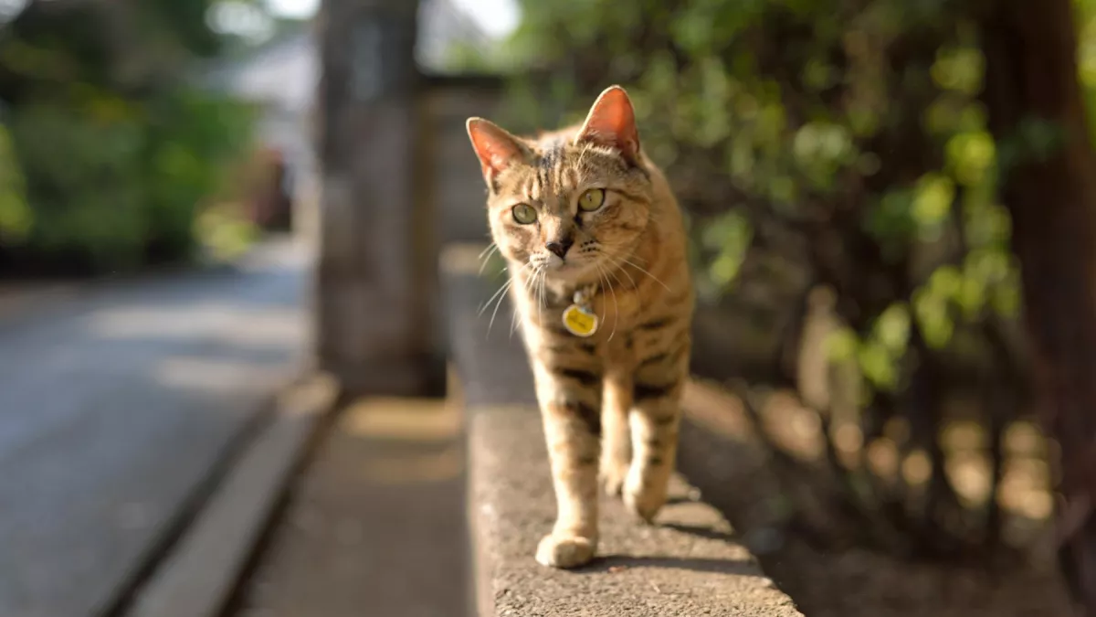 猫咪