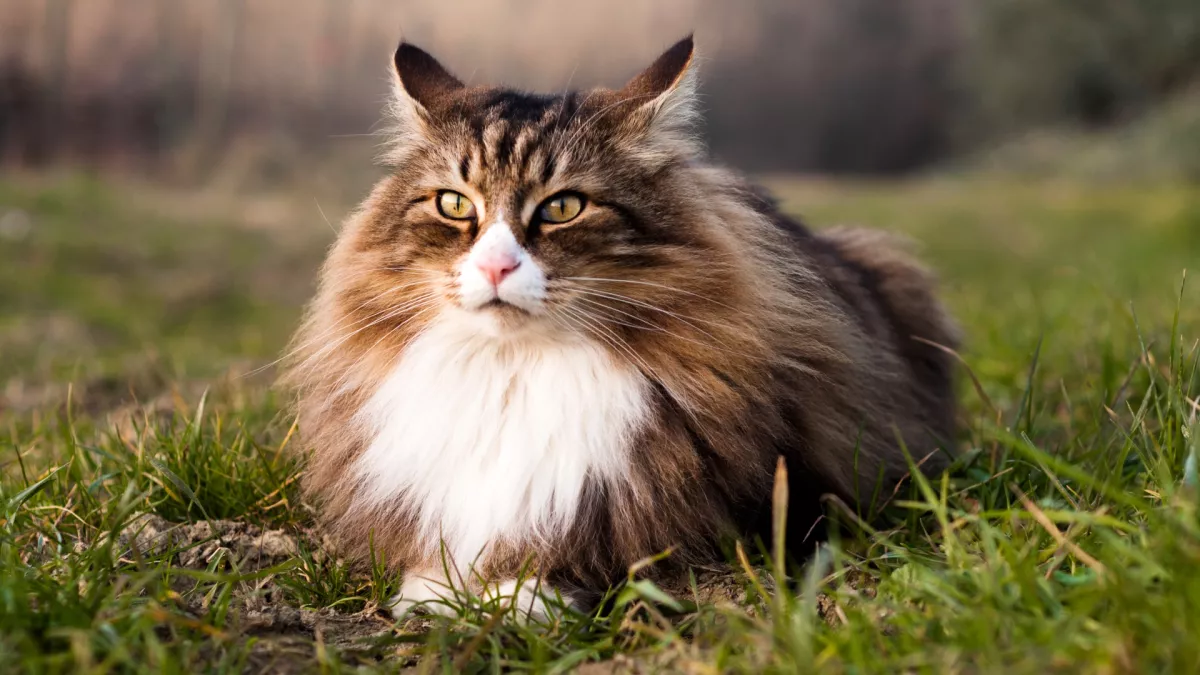 挪威森林猫