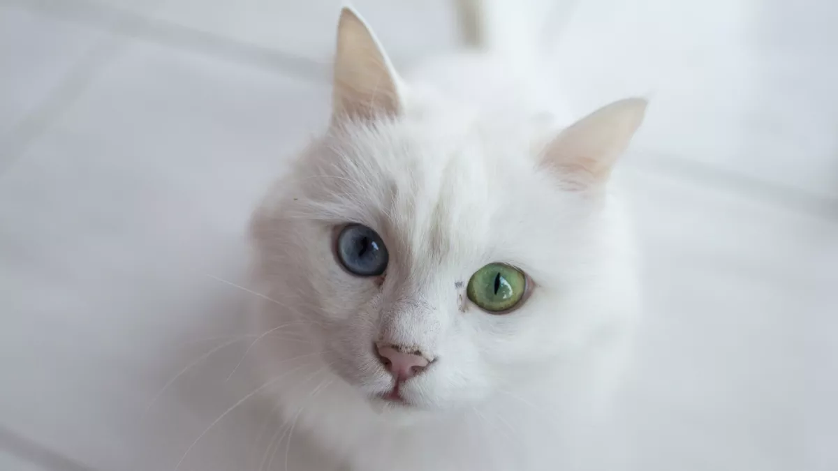 土耳其安哥拉猫