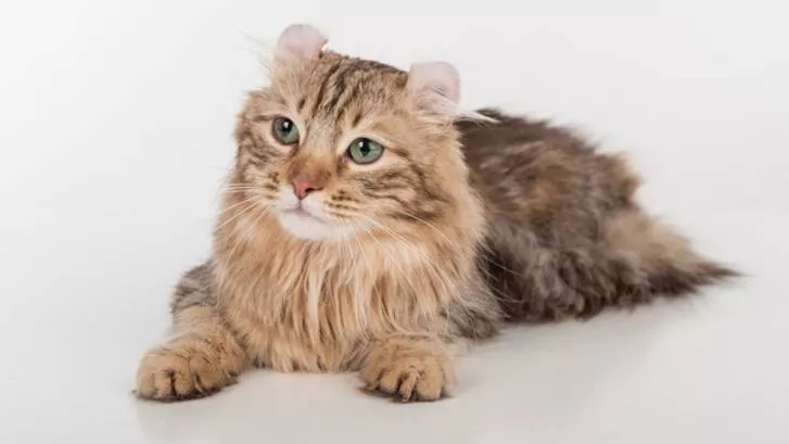 美国长毛卷毛猫