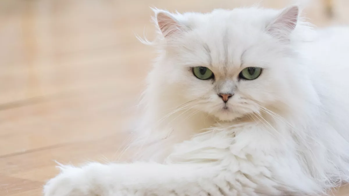 波斯猫
