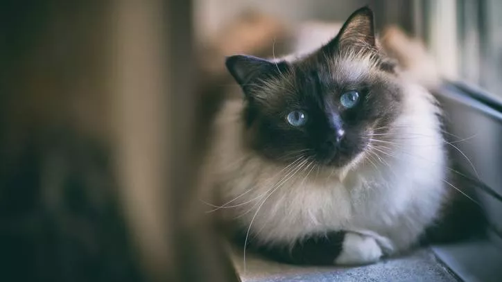 伯曼猫