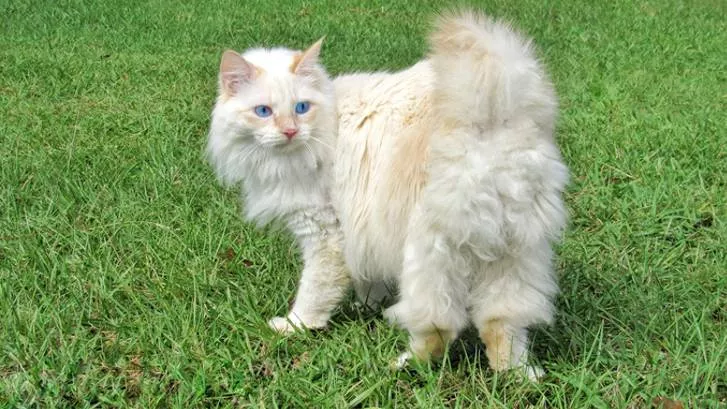 美国短尾猫