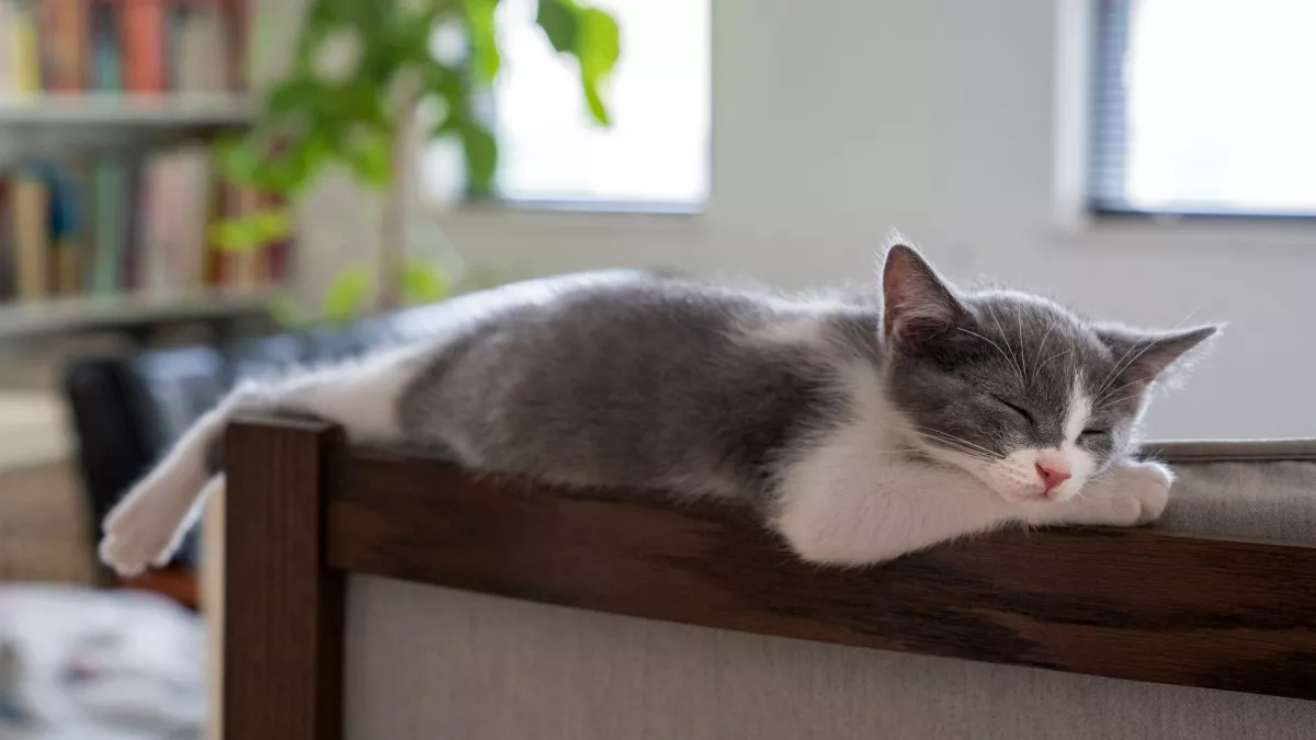 猫会做噩梦吗?