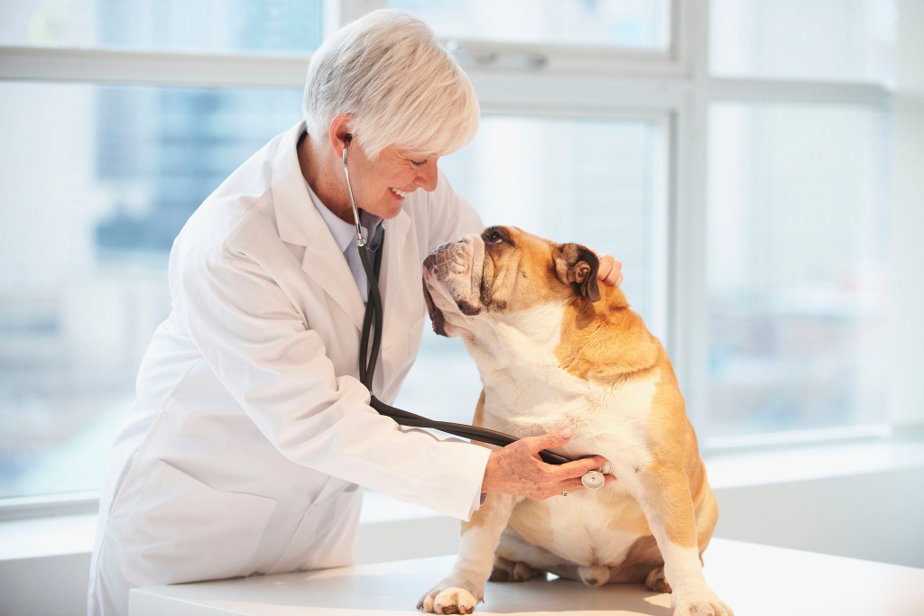 斗牛犬在接受兽医检查