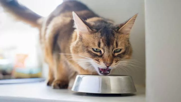 猫进食攻击的原因