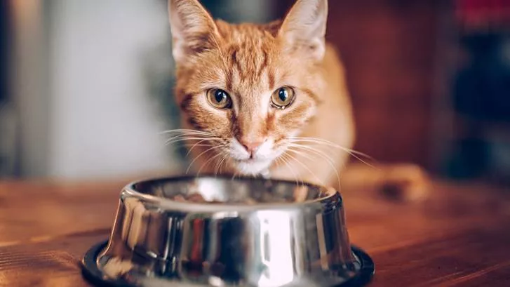 猫进食攻击的原因