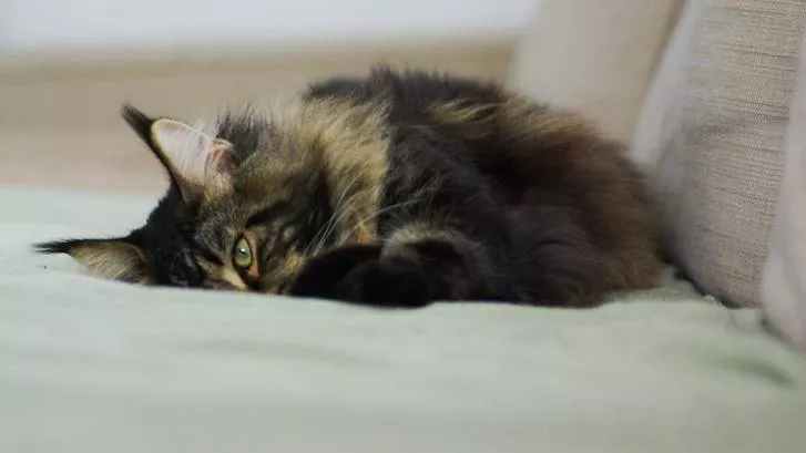 猫进食攻击的原因