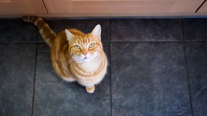 为什么我的猫总是饿