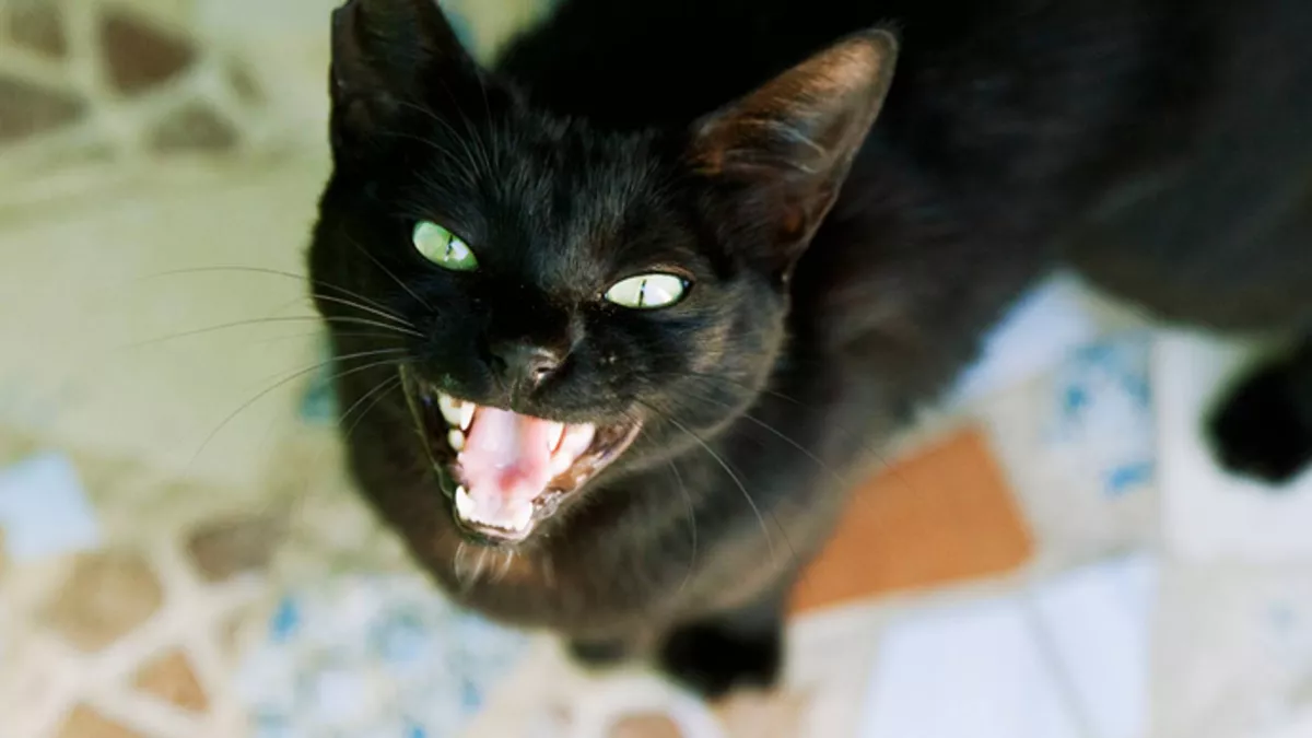 为什么我的猫总是饿