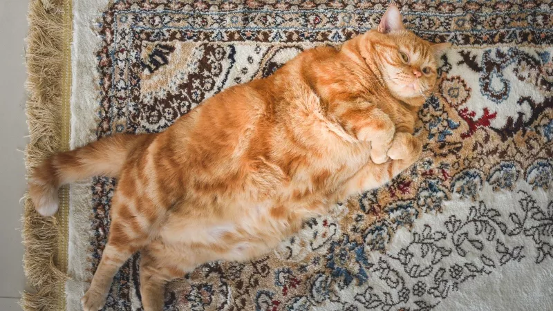 为什么我的猫总是饿