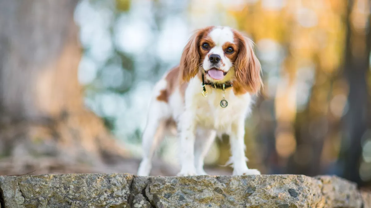 骑士查理王猎犬