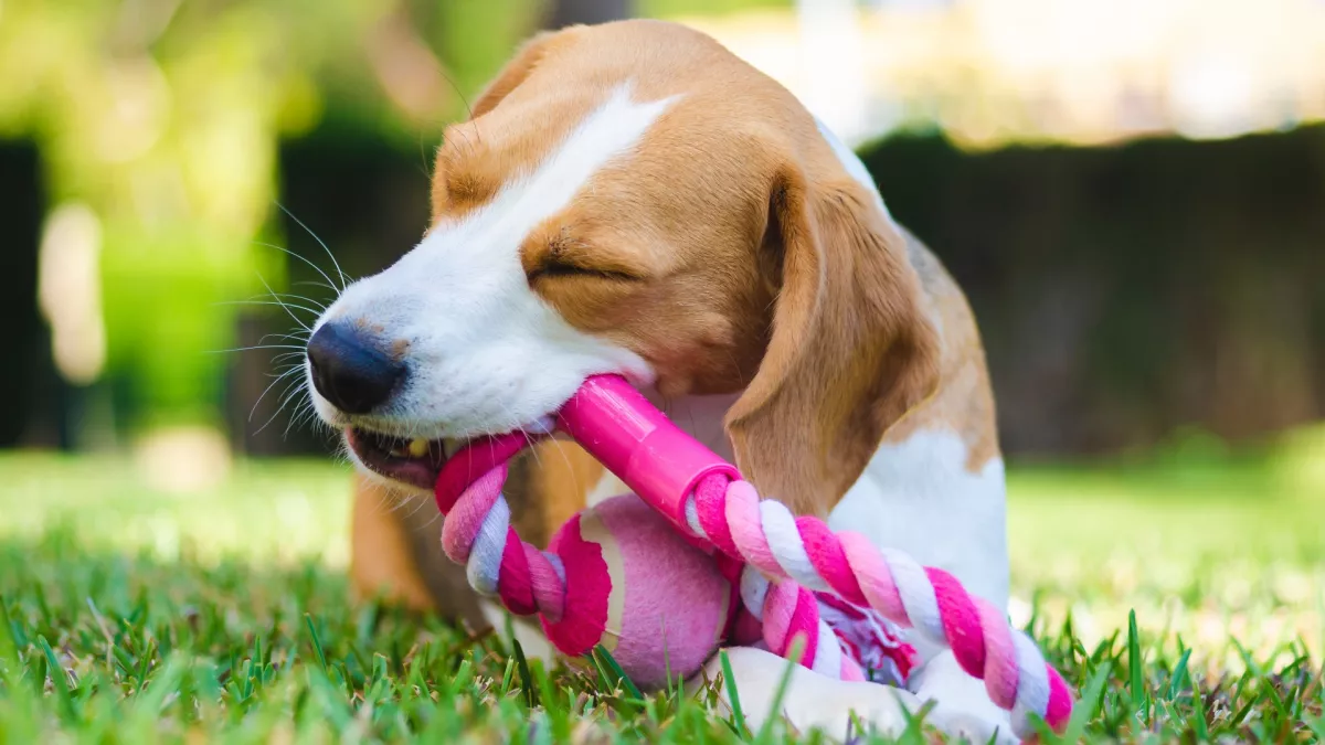 比格犬
