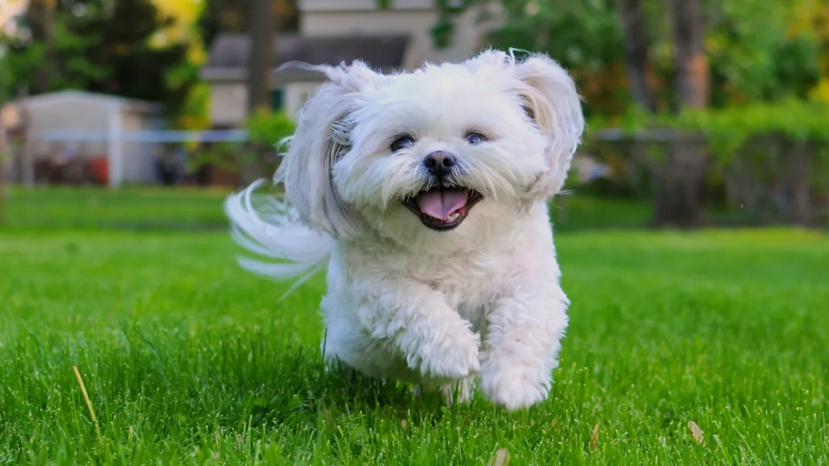 西施犬