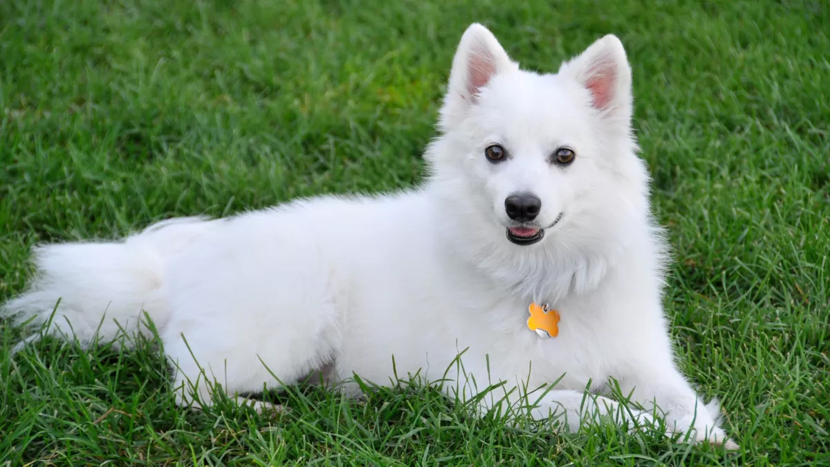 美国爱斯基摩犬