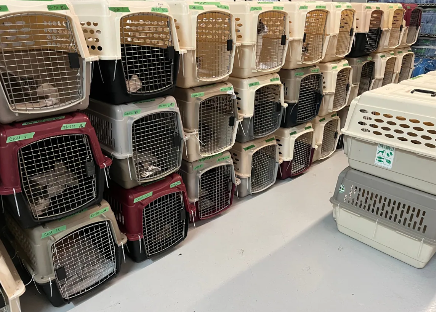 交出的猫将暂时安置在CATF办公室