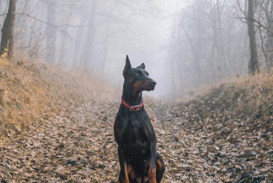 狗的摇摆综合征:颈椎不稳