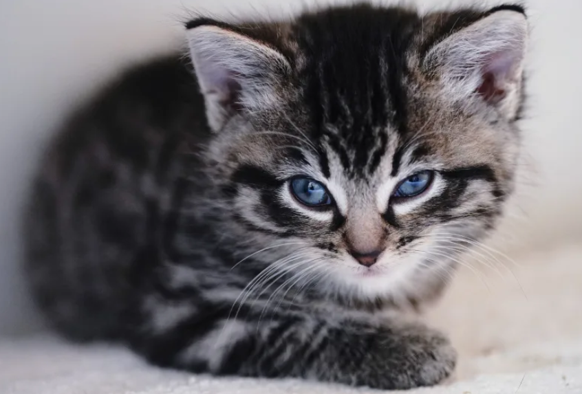 小猫