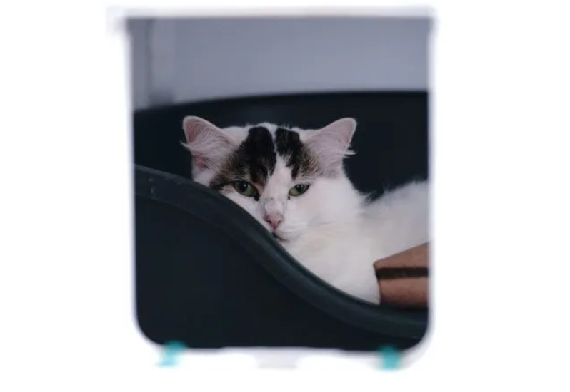 六岁的宠物猫：俊妮