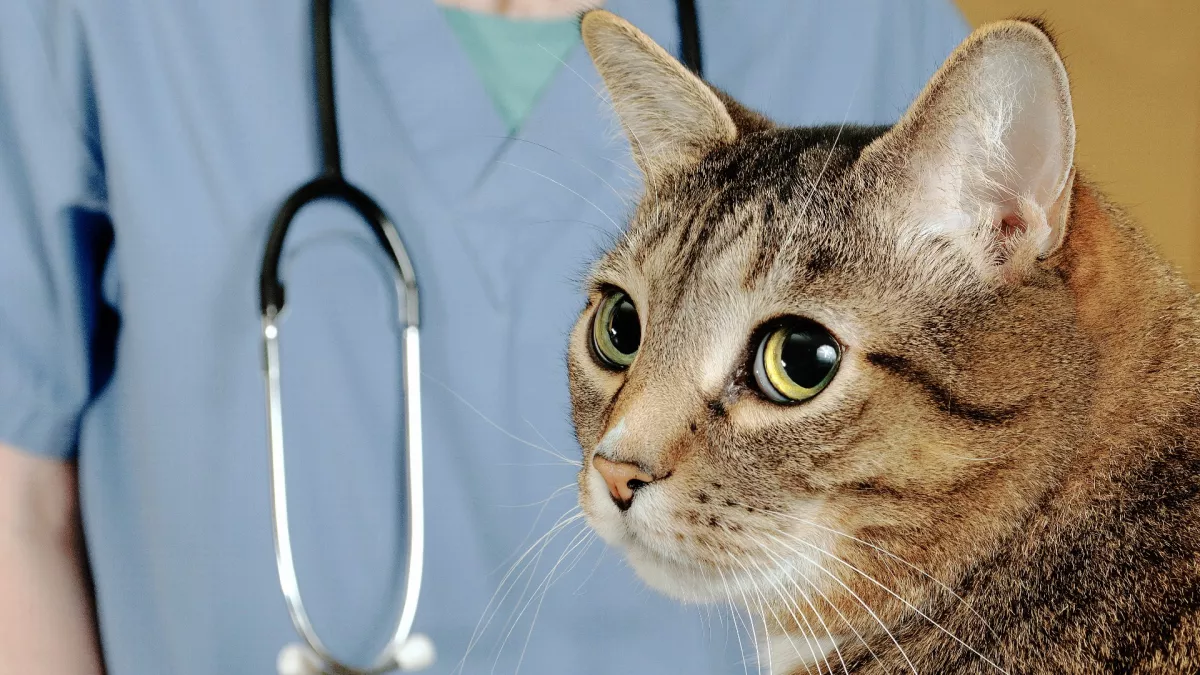 给猫注射狂犬病疫苗多长时间好