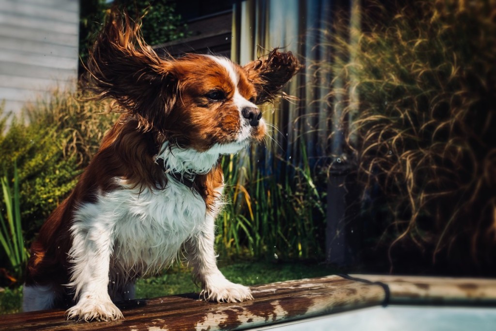 一只可卡犬在泳池边摇头