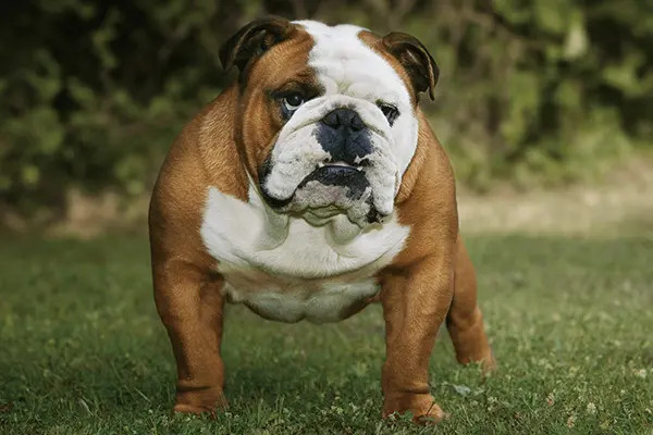 草地上的一只身体强壮的斗牛犬