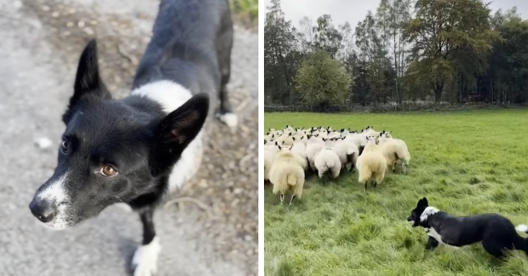 截止后的牧羊犬与它的羊群