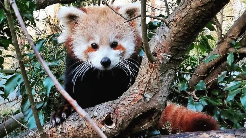 克拉格斯野生动物园出生的小熊猫
