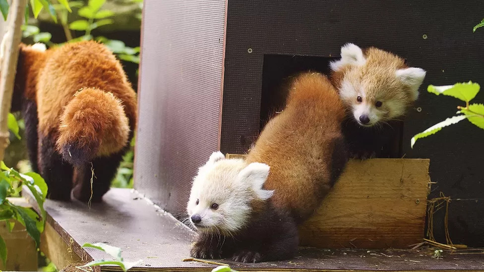 小熊猫幼崽开始外出冒险