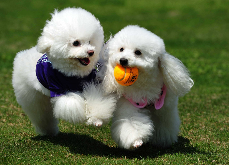两只白色的比熊犬