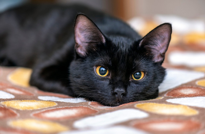 正在接受训练的黑猫