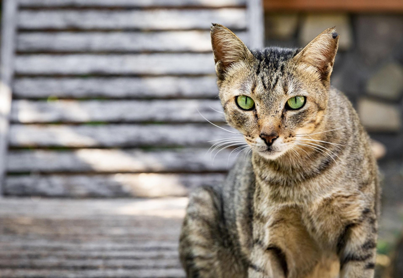 得了关节炎的中华狸花猫