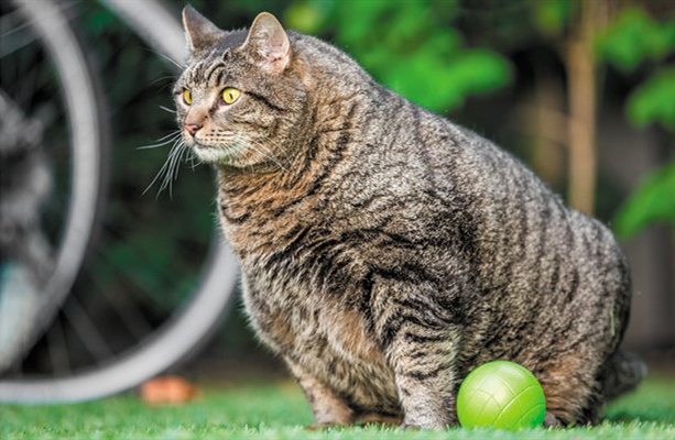 肥胖的中华狸花猫