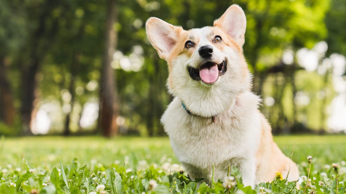 户外活动的柯基犬