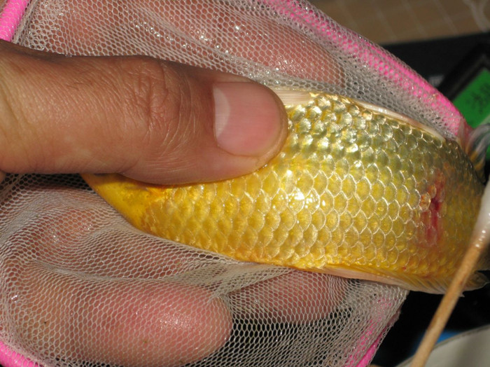 一条感染了寄生虫的黄金龙凤锦鲤