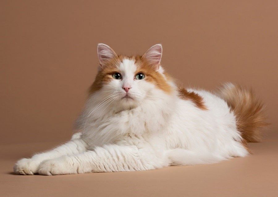 美容后的长发猫咪