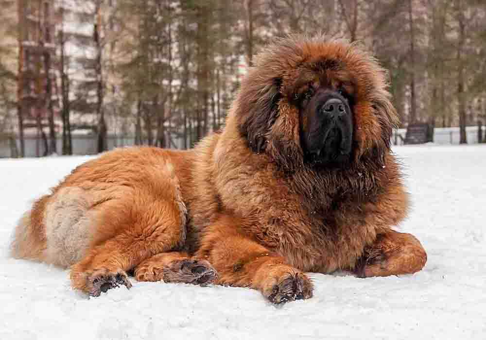 雪地里威风凛凛的成年藏獒