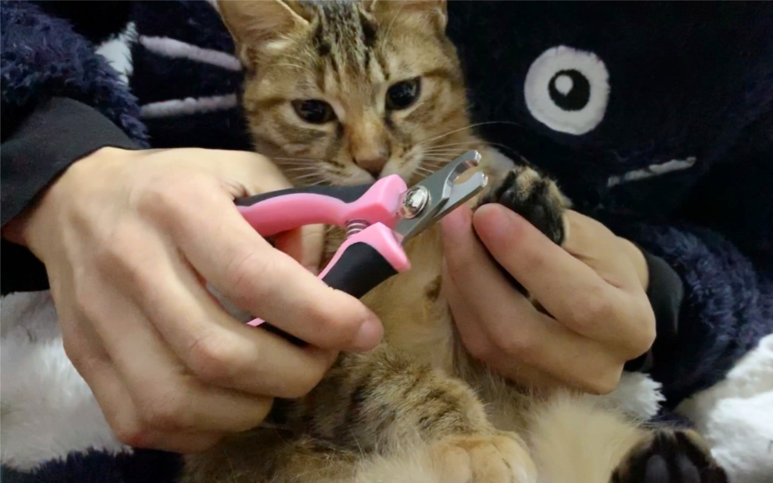 主人正在给狸花猫修剪指甲
