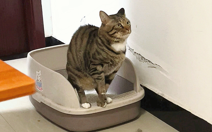 正在拉肚子的狸花猫